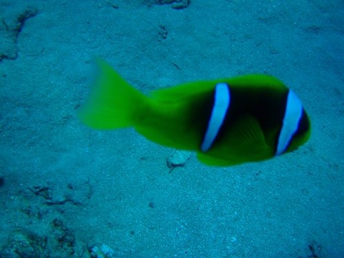 Nimo fish 