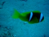 Nimo fish 