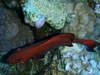 Red Fish