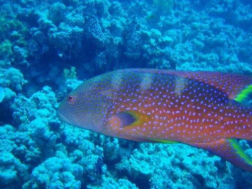 Red Coral Grouper