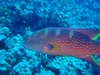 Red Coral Grouper