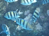 Sergeant major