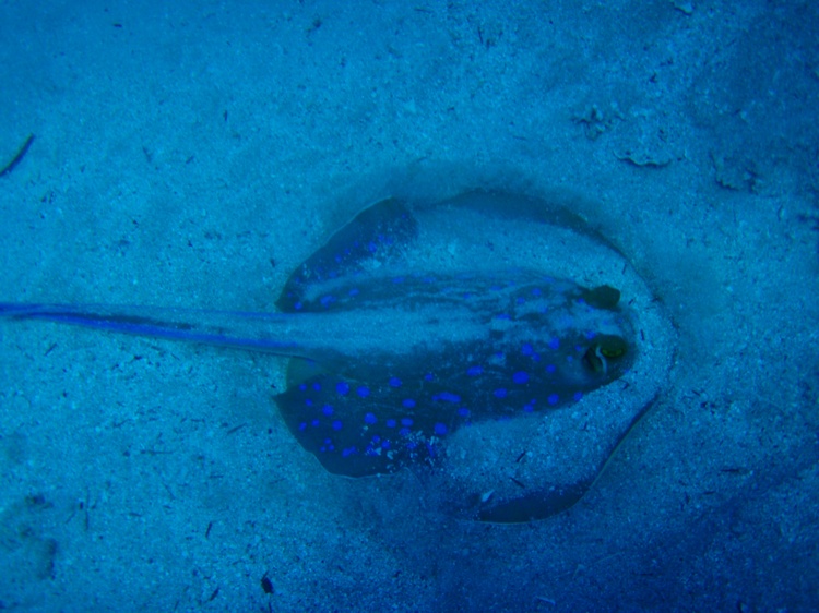 Dive Plan