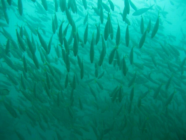 cabo 2007 fish ball