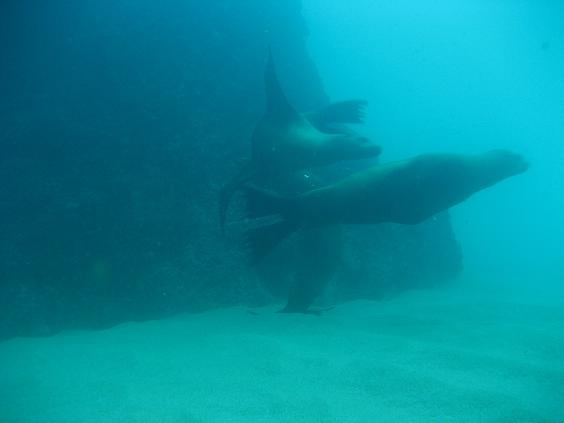 cabo 2007 sea lions