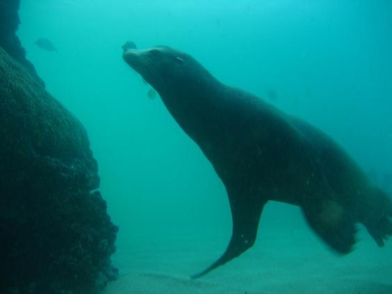 cabo 2007 sea lion