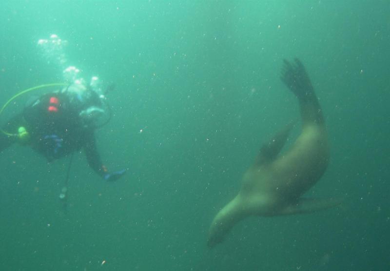 SEA LIONS!!!