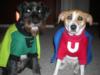 My boys dressed for Howloween