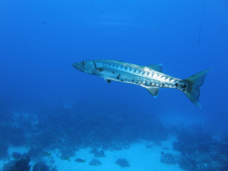 Barracuda