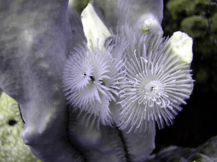 tubeworm in Bonaire