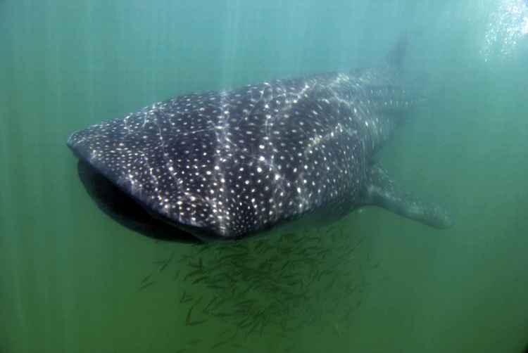 Whale Shark