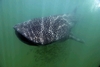 Whale Shark