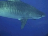 My Second Shark