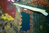 Inside Superior Producer-Curacao