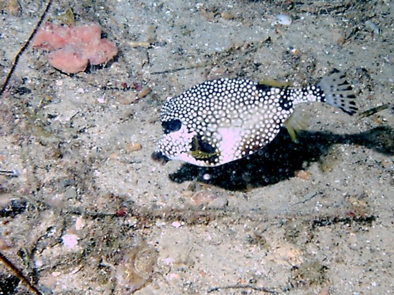 Bonaire January 2008