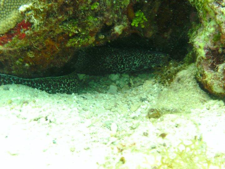 spotted moray...chankanaab lagoon cozumel 11-25-2010