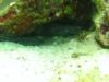 spotted moray...chankanaab lagoon cozumel 11-25-2010