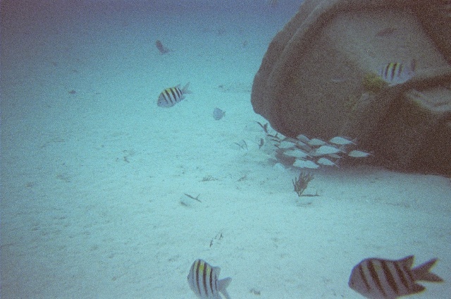Underwater in Cozumel