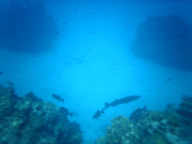 Fish in Grand Cayman