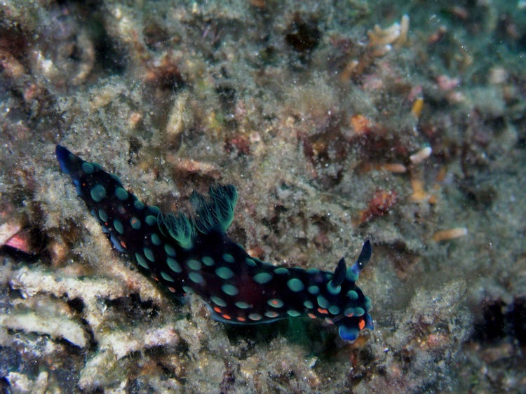 Nudi`s of Lembeh Straits