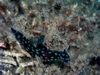 Nudi`s of Lembeh Straits