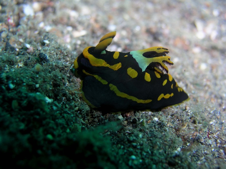 Nudi`s of Lembeh Straits