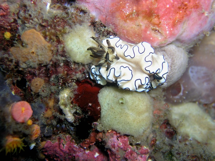 Nudi`s of Lembeh Straits