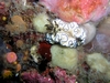 Nudi`s of Lembeh Straits