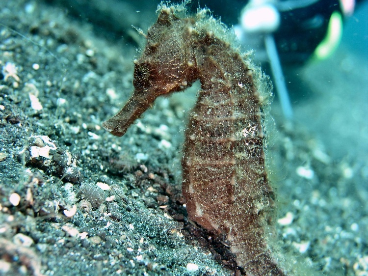 Seahorse in Lembeh