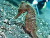 Seahorse in Lembeh