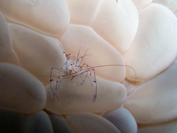 Wakatobi Anemone Crab