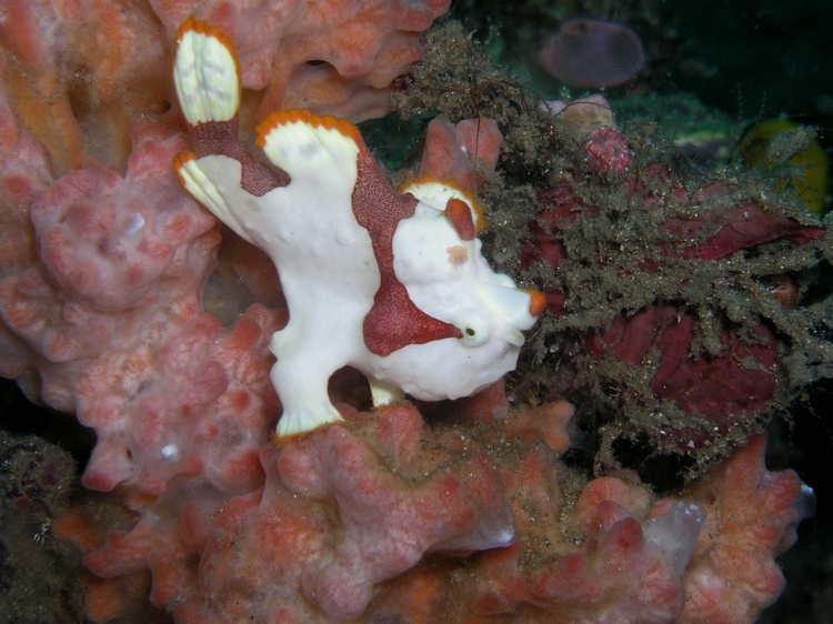 Clown Frog Fish