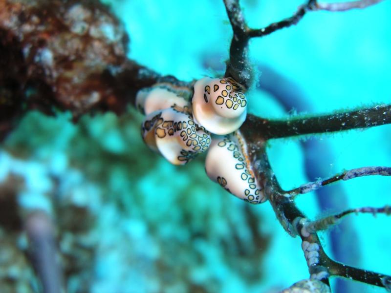 Flamingo Tongue(s)