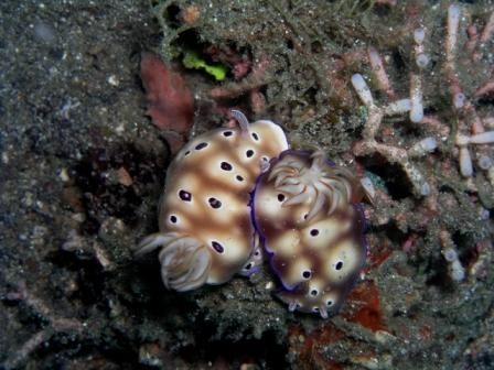 Nudibranch`s in Wakatobi