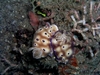 Nudibranch`s in Wakatobi