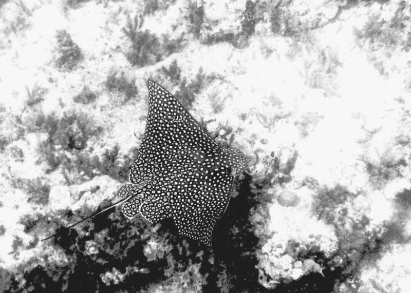 EagleRay Florida Keys