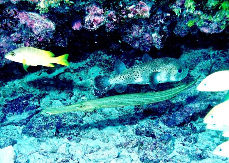 Trumpetfish and Porcupinefish, Florida Keys