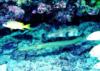 Trumpetfish and Porcupinefish, Florida Keys