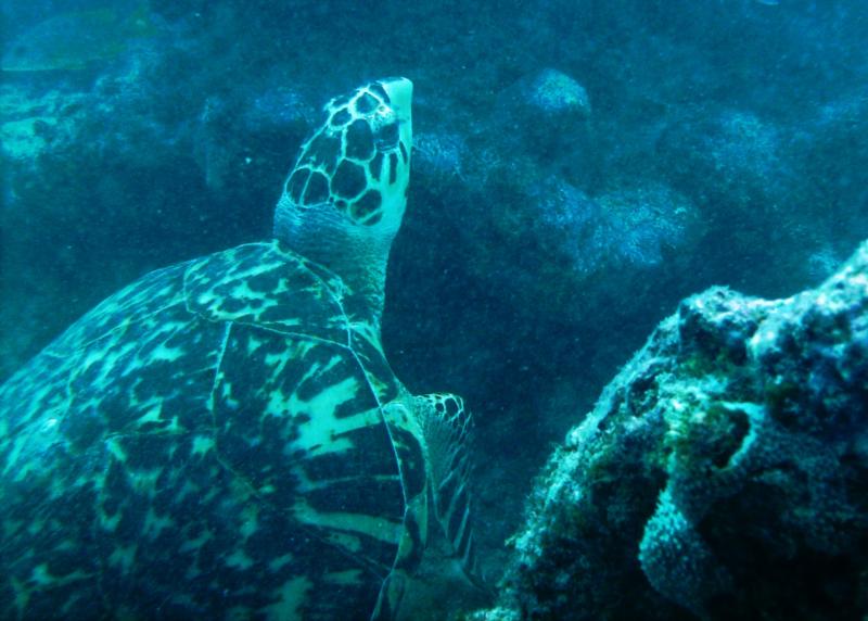 Hawksbill hiding From Gustav