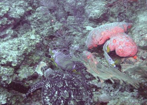 Hawksbill Munching, Lighthouse reef Belize 2009