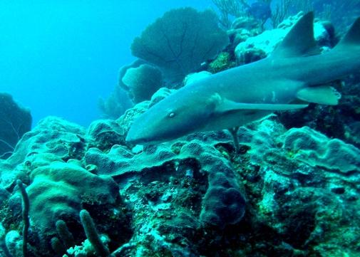 Nurse Shark, Hol Chan Belize 2009