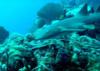 Nurse Shark, Hol Chan Belize 2009