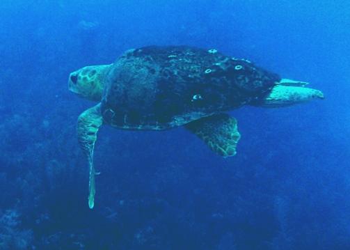 Loggerhead, Half Moon Caye wall Belize