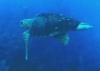 Loggerhead, Half Moon Caye wall Belize