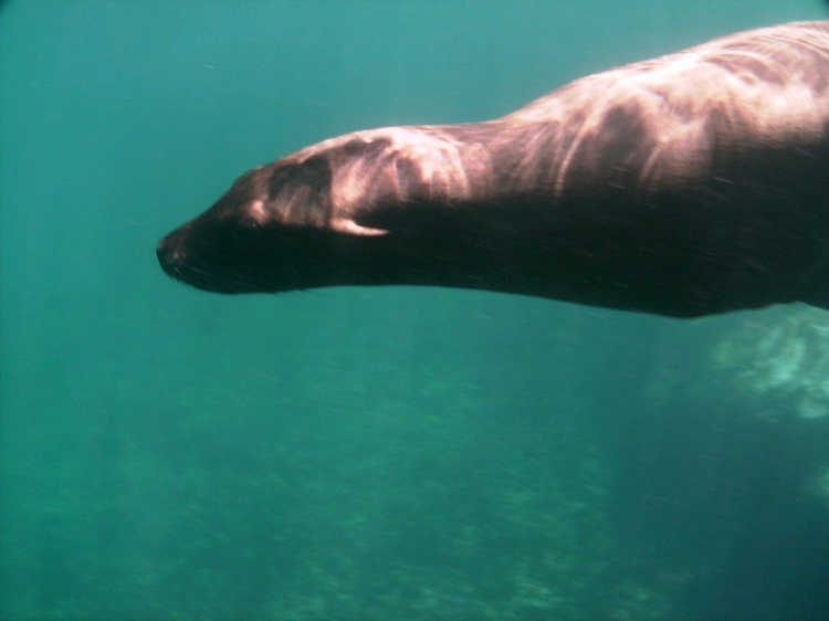 Fast swimming dive buddy. San Carlos 9/01/07