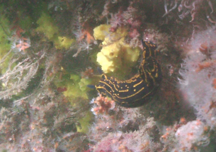 Wreck of the Sherman, South Carolina