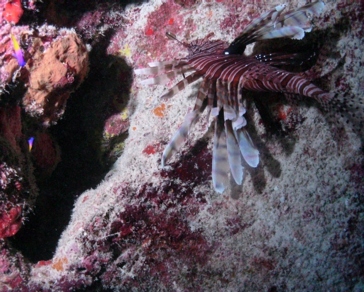 LionFish&FairyBasslets