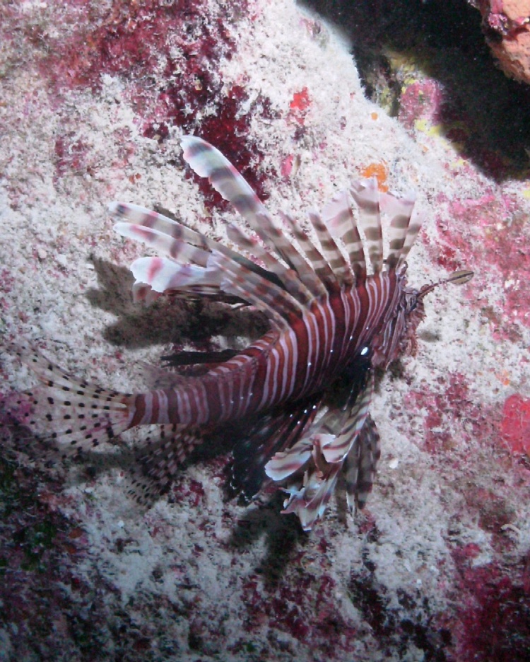 Lion Fish, Grand Bahama