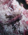 Lion Fish, Grand Bahama