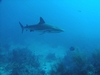 Reef Shark, Bahamas